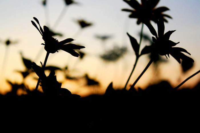 autumndusk wall.jpg (294 KB)